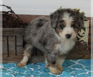 Miniature American Shepherd-Poodle (Miniature) Mix Puppy for sale in FREDERICKSBURG, OH, USA