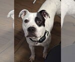 Small #14 American Bulldog-Labrador Retriever Mix