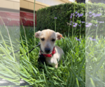 Small #2 Chihuahua Mix