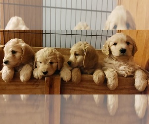 Goldendoodle (Miniature) Puppy for sale in HOLYOKE, MA, USA
