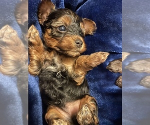 Yorkshire Terrier Puppy for sale in JOHNSTOWN, PA, USA