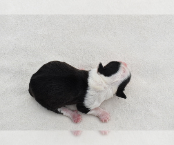 Medium Photo #5 Shih Aussie Puppy For Sale in PALM COAST, FL, USA