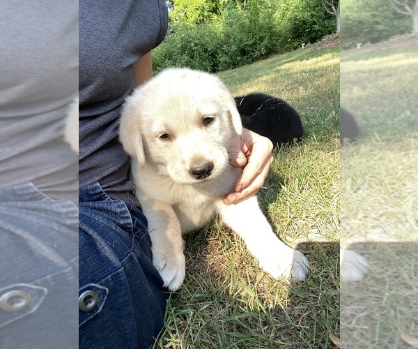 Medium Photo #6 Labrenees Puppy For Sale in ROYSTON, GA, USA
