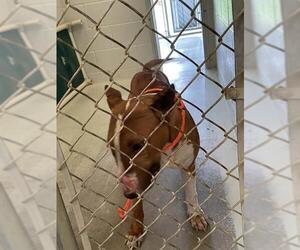 Bull Terrier Dogs for adoption in Rosenberg, TX, USA