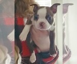 Small Photo #3 Boston Terrier Puppy For Sale in MURRAY, UT, USA
