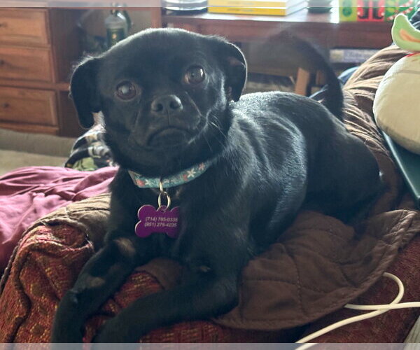 Medium Photo #6 Pug-Unknown Mix Puppy For Sale in Corona, CA, USA