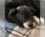Small #1 American Pit Bull Terrier Mix
