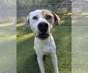 American Foxhound-Boxer Mix Dogs for adoption in Calhoun, GA, USA
