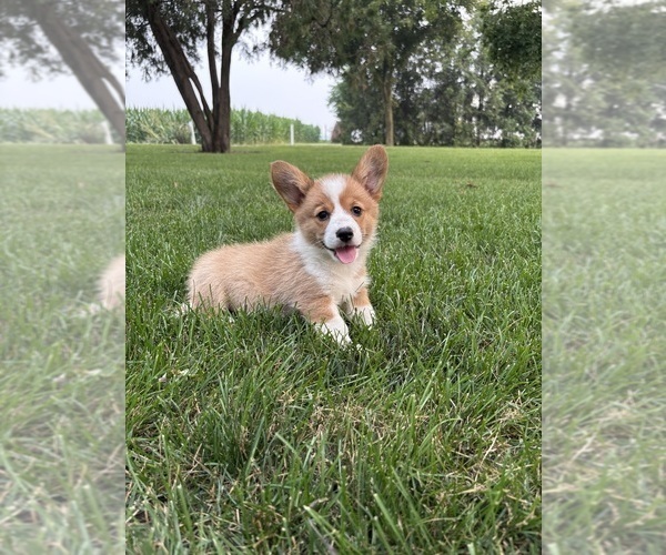 Medium Photo #35 Pembroke Welsh Corgi Puppy For Sale in MILFORD, IN, USA