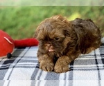 Small Photo #5 Shih Tzu Puppy For Sale in BUFORD, GA, USA