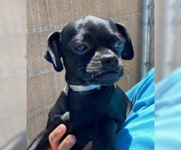 Medium Photo #1 Pug Puppy For Sale in Salinas, CA, USA