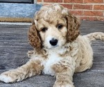 Small #1 Cockapoo-Poodle (Miniature) Mix