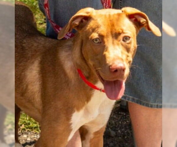Medium Photo #13 Mutt Puppy For Sale in Canton, CT, USA