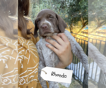 Small Photo #10 Pointer Puppy For Sale in SACRAMENTO, CA, USA