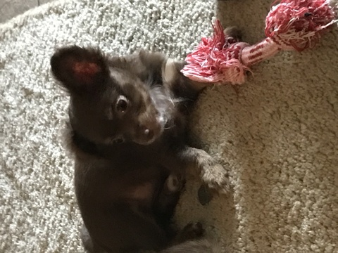Medium Photo #1 Chihuahua Puppy For Sale in COFFEYVILLE, KS, USA