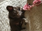 Small Photo #1 Chihuahua Puppy For Sale in COFFEYVILLE, KS, USA