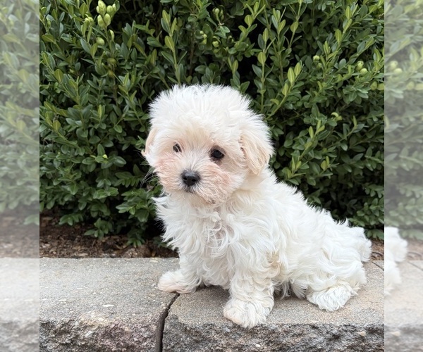 Medium Photo #4 Maltese Puppy For Sale in MIDDLEBURY, IN, USA