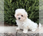 Gina - Female Maltese Puppy for Sale - Photo #4
