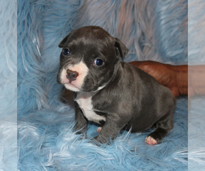 American Bully Puppy for sale in CHESTER, PA, USA