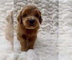 Puppy Lester Goldendoodle (Miniature)