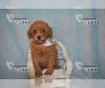 Small Photo #4 Poodle (Toy) Puppy For Sale in SANGER, TX, USA