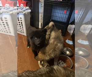 Alaskan Husky-Alaskan Malamute Mix Puppy for sale in LANCASTER, CA, USA