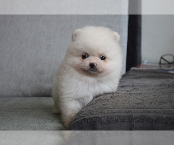 Medium Photo #2 Pomeranian Puppy For Sale in CHICAGO, IL, USA