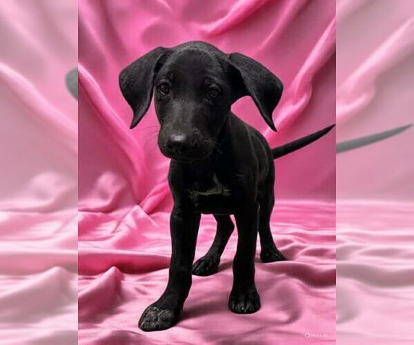 Medium Photo #1 Labrador Retriever-Unknown Mix Puppy For Sale in Stockton, CA, USA