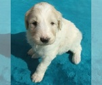 Small Photo #12 Goldendoodle Puppy For Sale in KERNERSVILLE, NC, USA
