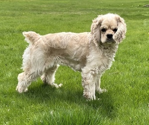 Cocker Spaniel Puppy for sale in GREENLAND, NH, USA