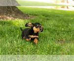 Small #2 Dachshund