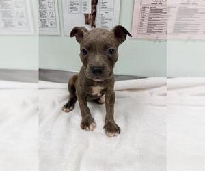 Mutt Dogs for adoption in Santa Cruz, CA, USA