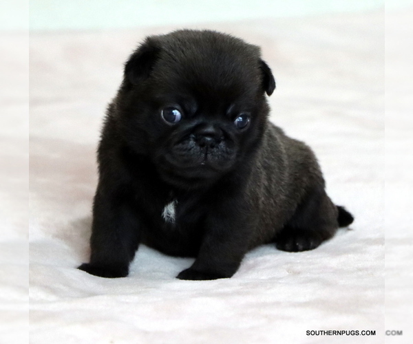 Medium Photo #21 Pug Puppy For Sale in WINNSBORO, TX, USA