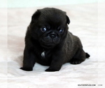 Small Photo #21 Pug Puppy For Sale in WINNSBORO, TX, USA