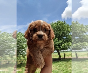 Cavalier King Charles Spaniel-Poodle (Toy) Mix Puppy for sale in SPENCER, TN, USA