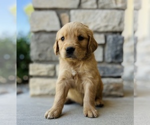 Golden Retriever Puppy for sale in DELTA, CO, USA