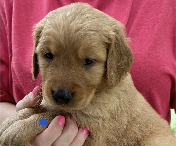Medium Photo #1 Golden Retriever Puppy For Sale in MCCOMB, MS, USA
