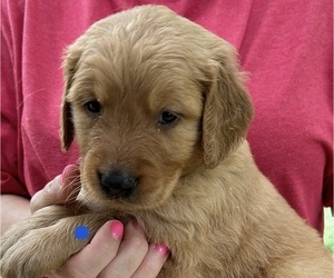 Golden Retriever Puppy for sale in MCCOMB, MS, USA