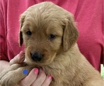 Small Photo #1 Golden Retriever Puppy For Sale in MCCOMB, MS, USA