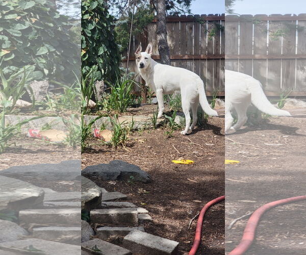 Medium Photo #18 Huskies -Unknown Mix Puppy For Sale in Sandy, UT, USA