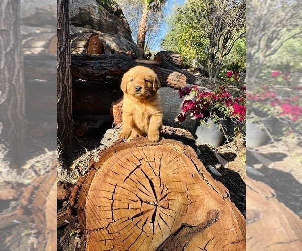 Medium Photo #1 Golden Retriever Puppy For Sale in BEVERLY HILLS, CA, USA
