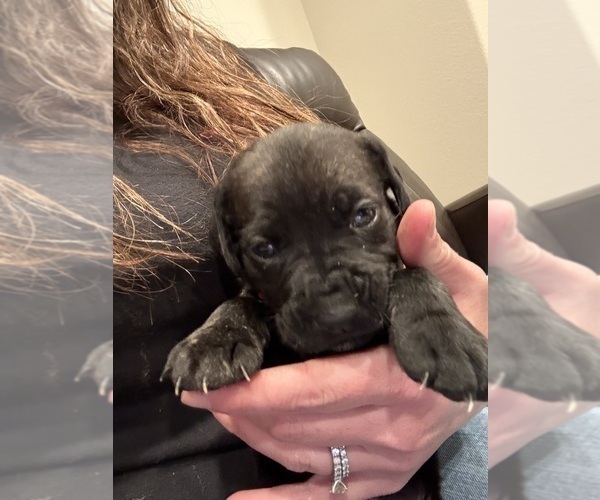 Medium Photo #2 Cane Corso Puppy For Sale in LIVERMORE, CA, USA