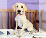 Small #2 Mutt