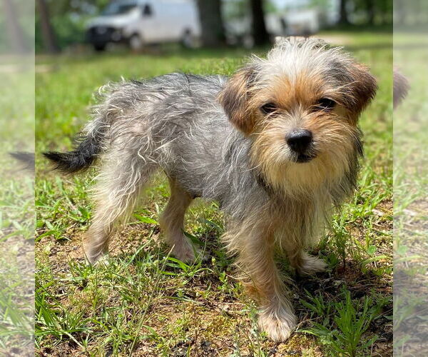 Medium Photo #3 Mutt Puppy For Sale in Pacolet, SC, USA