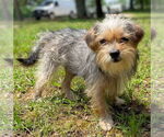 Small #2 Mutt