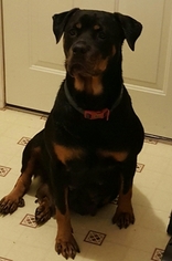 Mother of the Rottweiler puppies born on 09/17/2017