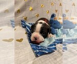 Small Photo #9 Boston Terrier Puppy For Sale in MONTVILLE, OH, USA