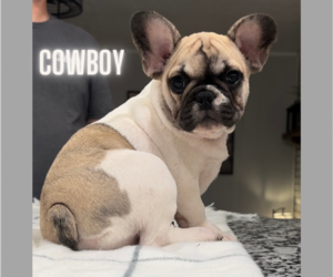 French Bulldog Puppy for sale in CANTON, GA, USA