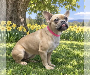 French Bulldog Dogs for adoption in Bon Carbo, CO, USA