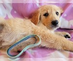 Small Photo #9 Goberian Puppy For Sale in APPLE VALLEY, CA, USA